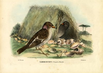 Spotted Bowerbird, 1863-79 by Raimundo Petraroja